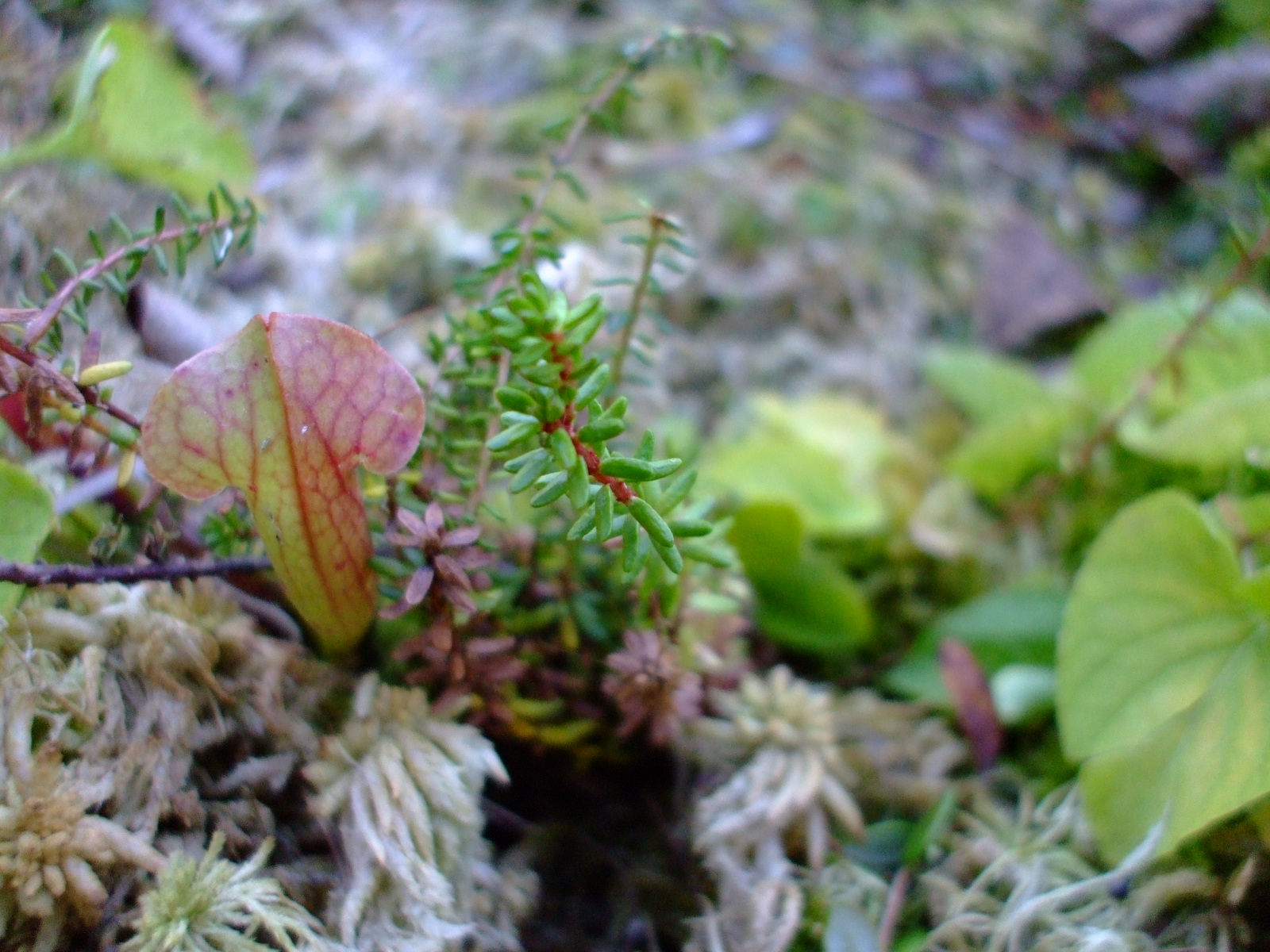 Empetrum nigrum